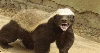 高尔夫平头哥最新爆料,揭秘高尔夫界神秘力量背后的真相